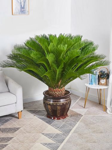 铁树盆栽大型苏铁绿植客厅卧室办公室墨西哥盆景花观叶室内外植物