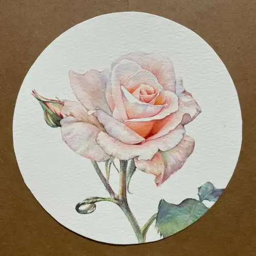 月季 桔梗 牡丹 今天也是发旧画混更的一天#月季  #水彩  #水彩花卉