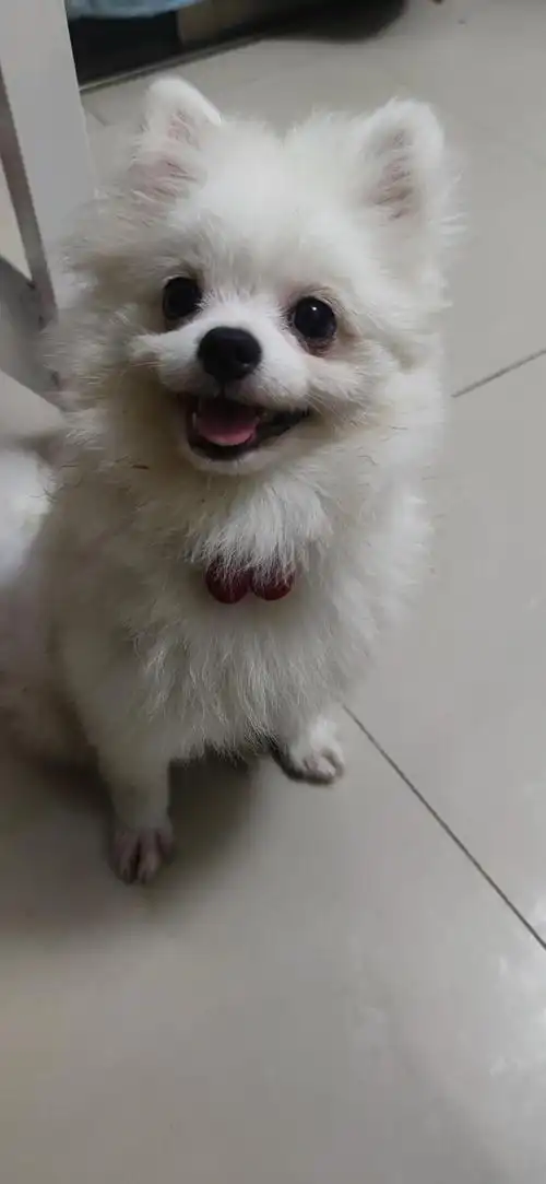 是博美弟弟哦,六个月,疫苗狂犬都打了.