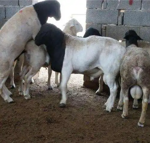 纯种萨能奶山羊羔种公羊怀孕母羊日产奶8-10小尾寒羊波尔山羊