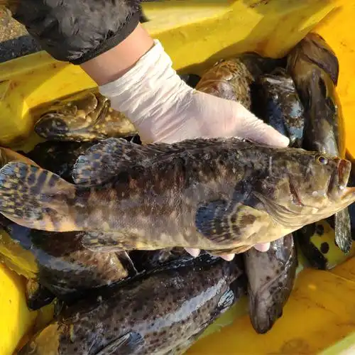 北海野生海鲜 石斑鱼 青斑 黑点斑