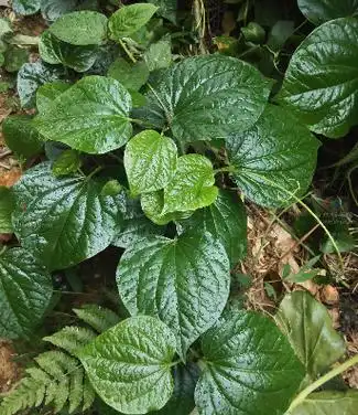 假蒟piper sarmentosum roxb.--爱鉴花 智能清新生活