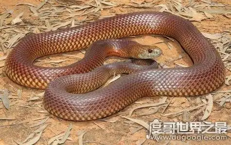 世界十大最毒动物世界上最毒的动物箱水母排第一度哥世界之最