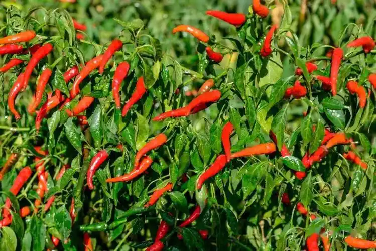 博爱县曹老太种植的辣椒田红色一片天