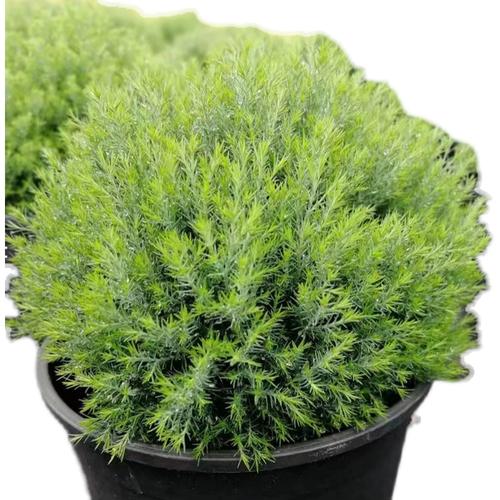 皮球柏雾凇苔米园艺花园花镜多年生耐寒耐热常绿植物庭院阳台花卉