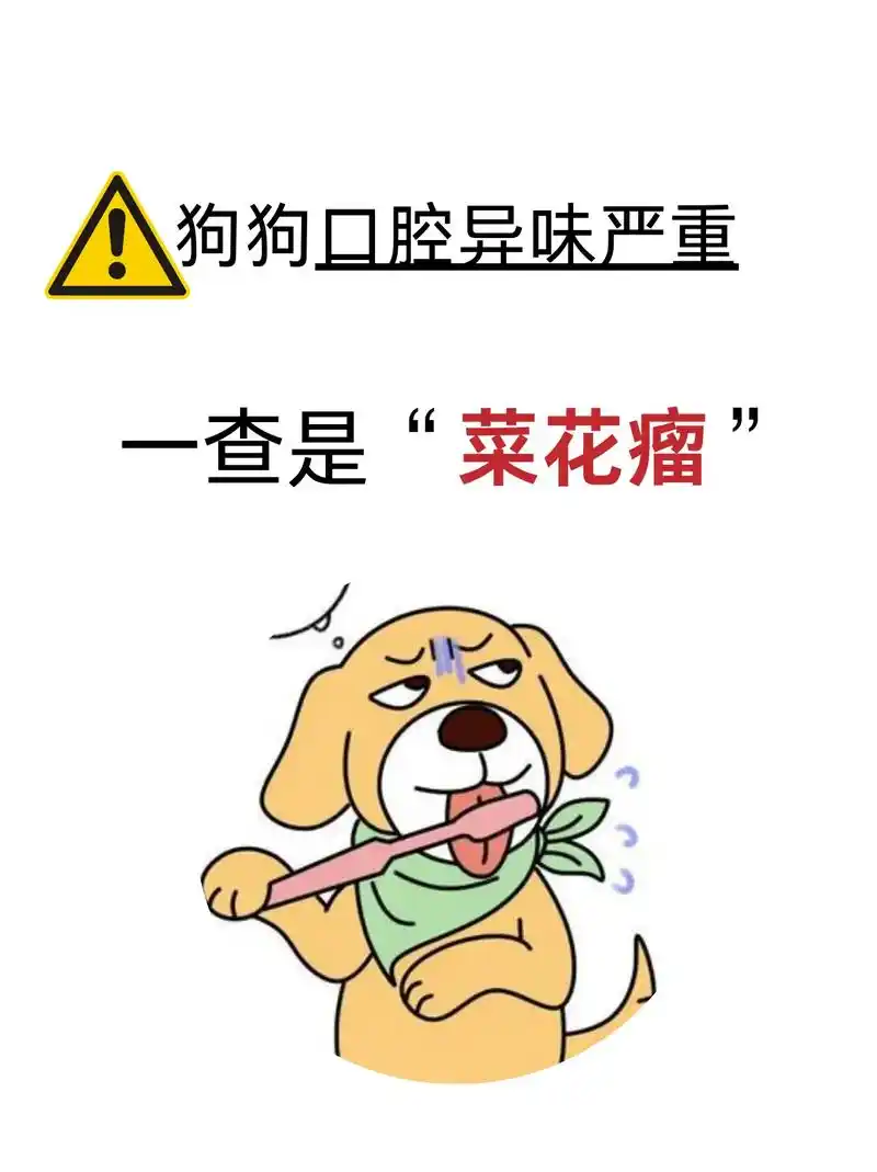 狗狗口腔异味严重,一查是"菜花瘤"!狗狗口腔异味严重,口臭, - 抖音