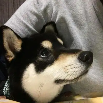 黒柴rikiii 狗狗头像