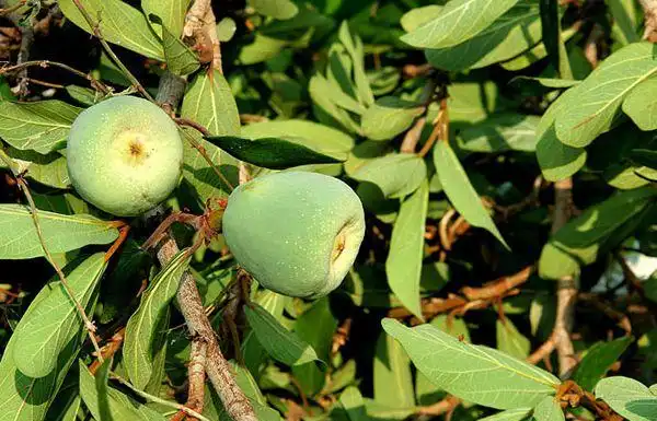 凉粉果是一种什么样的植物