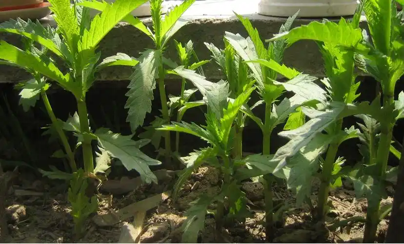 请问天麻是什么