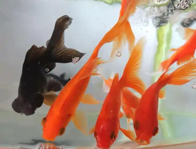 令人喜爱金鱼美 - 美篇