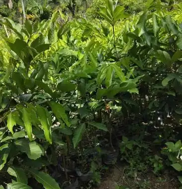 [批发]红毛丹七号苗价格35.00元/棵 - 一亩田