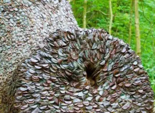 男子发现棵树上长了密密麻麻的东西上前细看直呼发财了