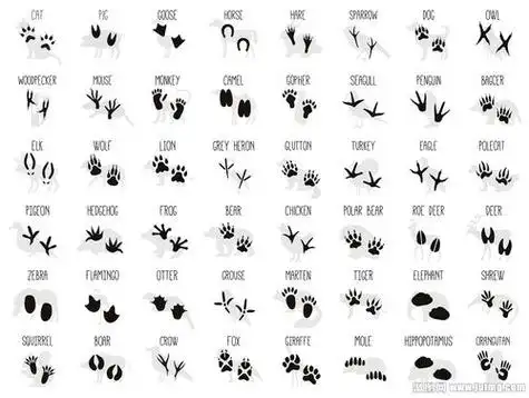 动物的脚印怎么画 动物的脚印怎么画简笔画