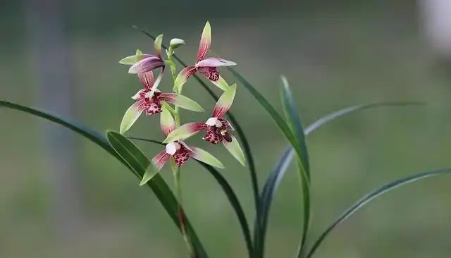 稀有兰花主要生长在