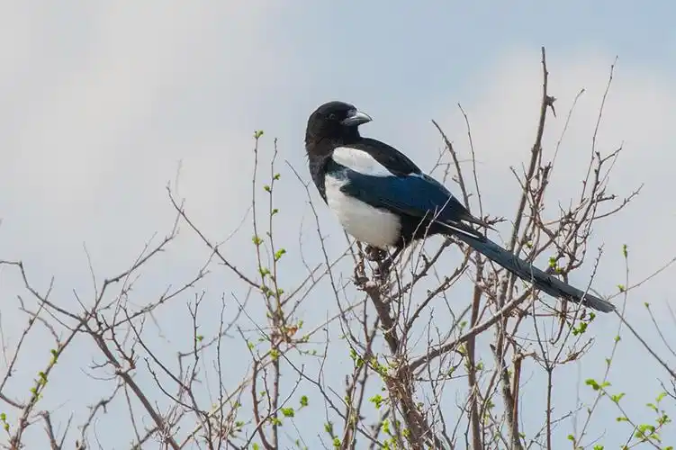 【鸟类档案】| 喜鹊