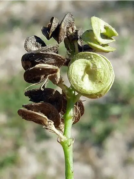紫花苜蓿——拥有能喝到地下水的超能力_植物_土壤_根瘤菌