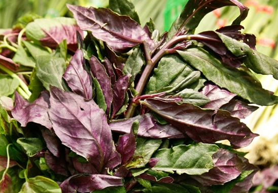 红凤菜我国传统山野菜虽有毒却实力不容小觑爱吃的人不少