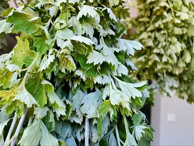 山里采的野生艾草