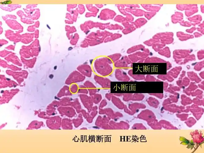 高福莲 肌组织2012ppt
