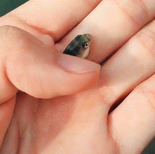 迷你小河豚被抓住后气的都鼓起来了这肚子要突破天际啊