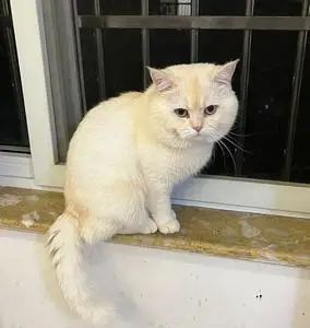 凯米尔色渐层英短配种 ,400配种费或一只小猫,脸圆,体格大