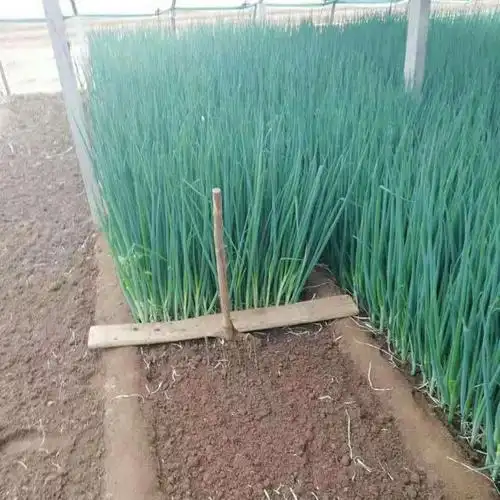 农户掌握小葱种植技术,做好田间管理工作,提高种植效益