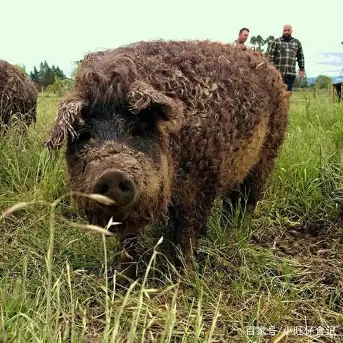它是全球最名贵的猪,如今不到一万头,灭绝原因是肉太好吃?