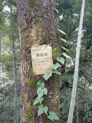 通山三界谷古树风光