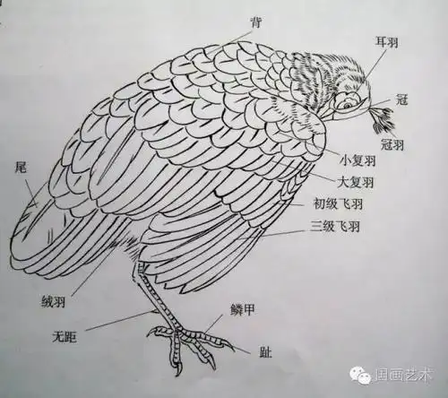 图文教程工笔孔雀画法详解