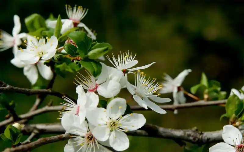 春天的植物 摄影壁纸
