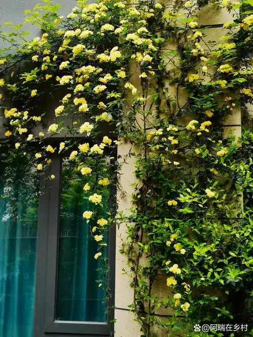 黄木香一年时间就花开满墙的秘密 去年和今年黄木香花后,都进行了修剪