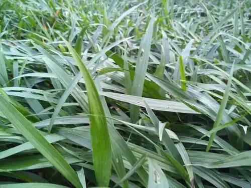 稀缺的名贵药材白芨种植前景如何