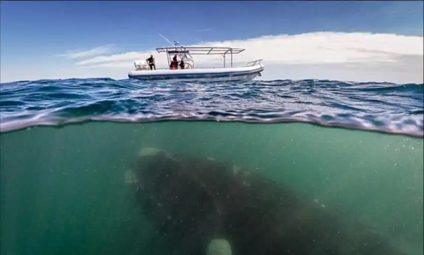 盘点深海下的巨型生物恐怖又奇幻