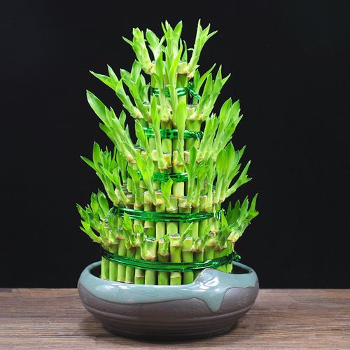 富贵竹盆栽水培植物节节高办公室内客厅招财净化空气花卉桌面绿植