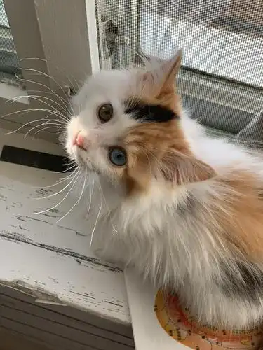 北京积水潭精品,布偶相貌,长毛三花异瞳奶猫找领.