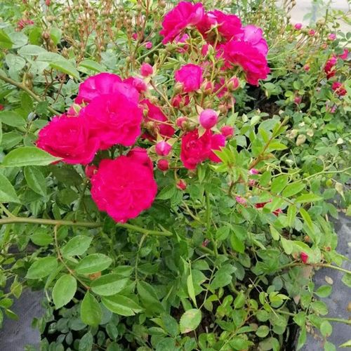 重瓣甜蜜红木香花红色木香花苗爬藤植物开花小中苗盆栽