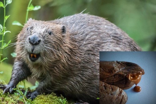 麝香灵猫香海狸香动物那里的味道何以成为欧洲人心头所好