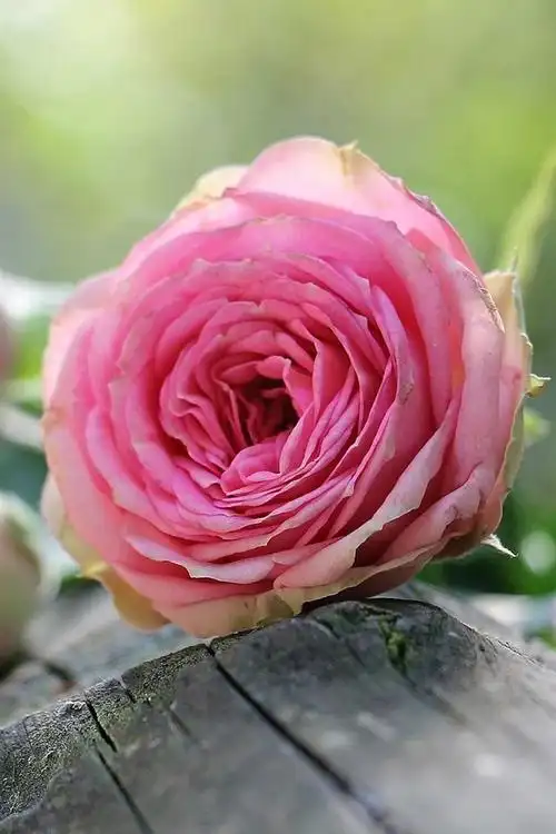 粉红色的玫瑰,花,木,背景虚化 iphone 壁纸