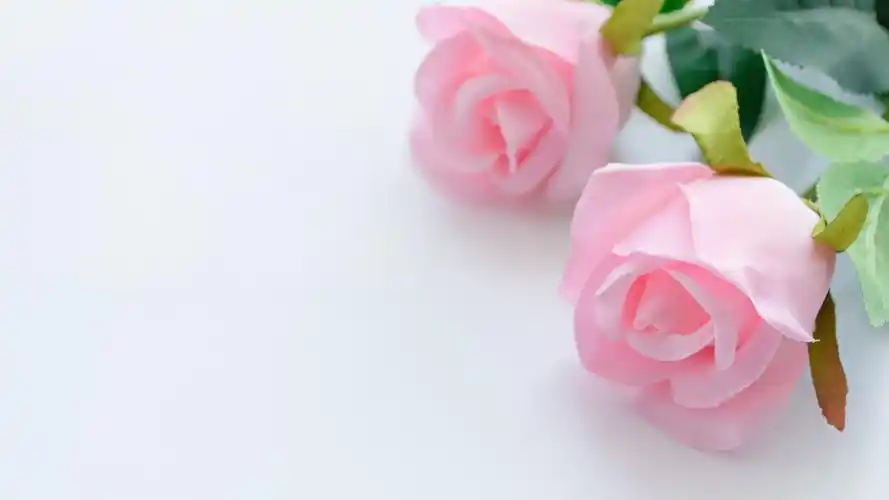 爱情 粉色玫瑰花4k背景图片壁纸