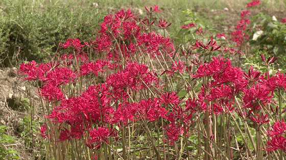 植物学家在春晓发现大片彼岸花,长这样.