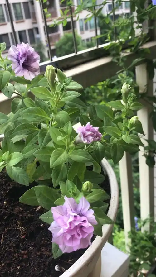 重瓣矮牵牛冰淡紫