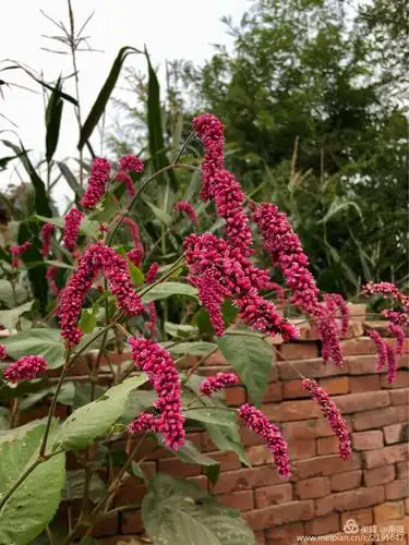 关于红蓼的植物档案