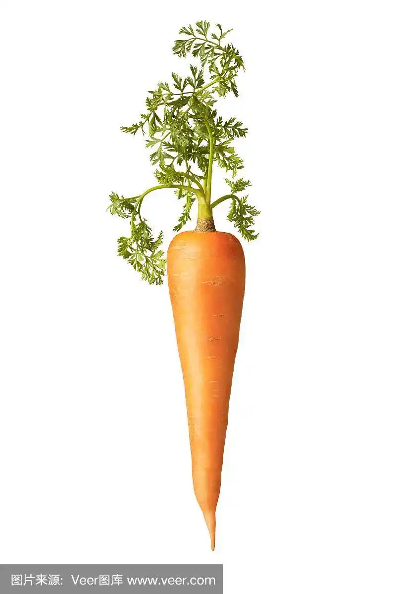 新鲜天然垂直胡萝卜根,绿叶.