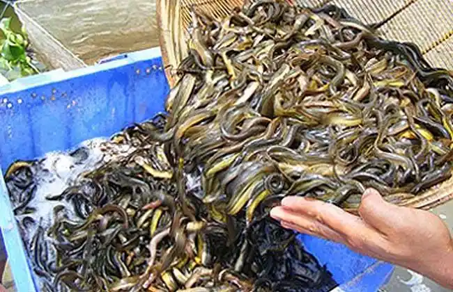 泥鳅养殖技术视频