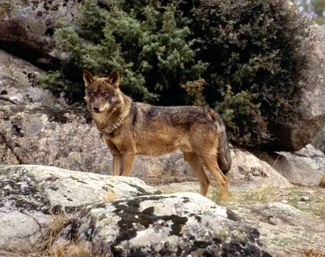 canis lupus