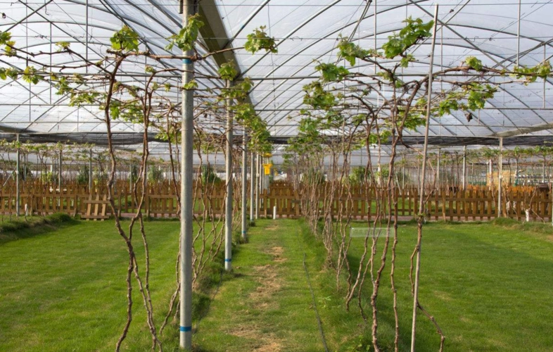 葡萄大棚_天津市彬杰农业科技发展有限公司