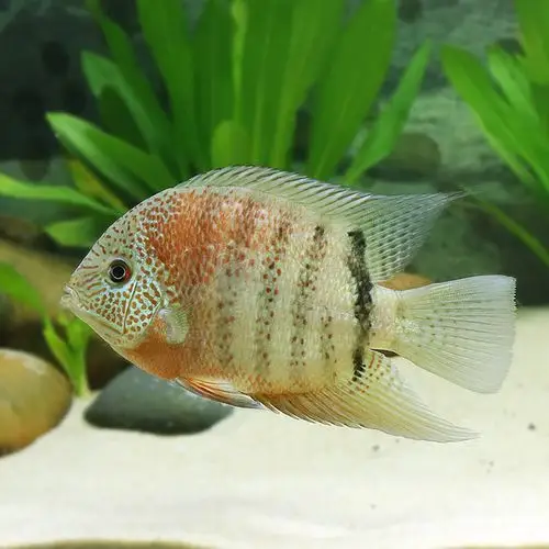 中大型热带淡水观赏鱼帝王虎斑菠萝鱼南美食土鲷鱼