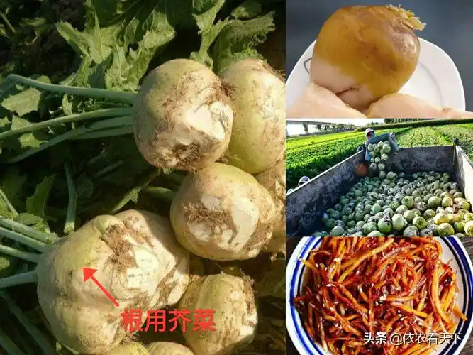 芥菜类蔬菜很普通,但你真不一定能认全,来一起了解这个庞大家族