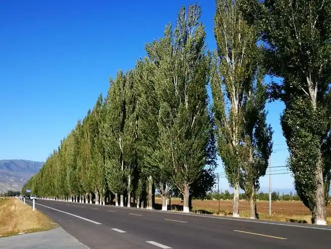 这就是白杨树,就如哨兵守卫疆土