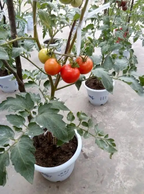 盆栽番茄